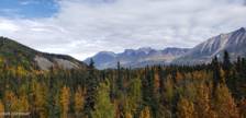 stunning view alaska fireweed mountain l