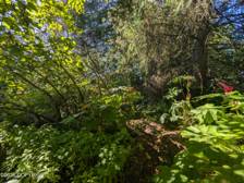 Treed Lot